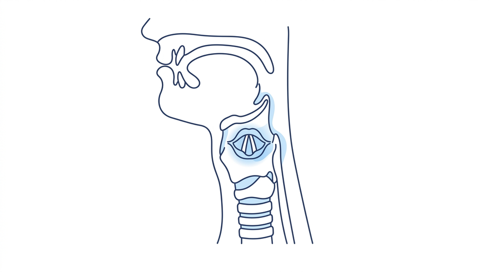 Cross-section illustration of the throat and voice box