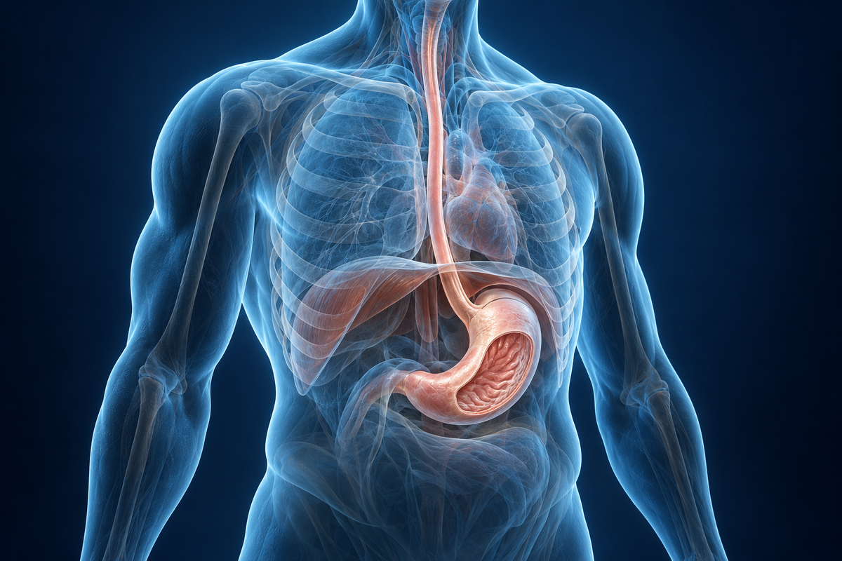 Illustrative translucent upper torso showing the continuous esophagus and stomach.