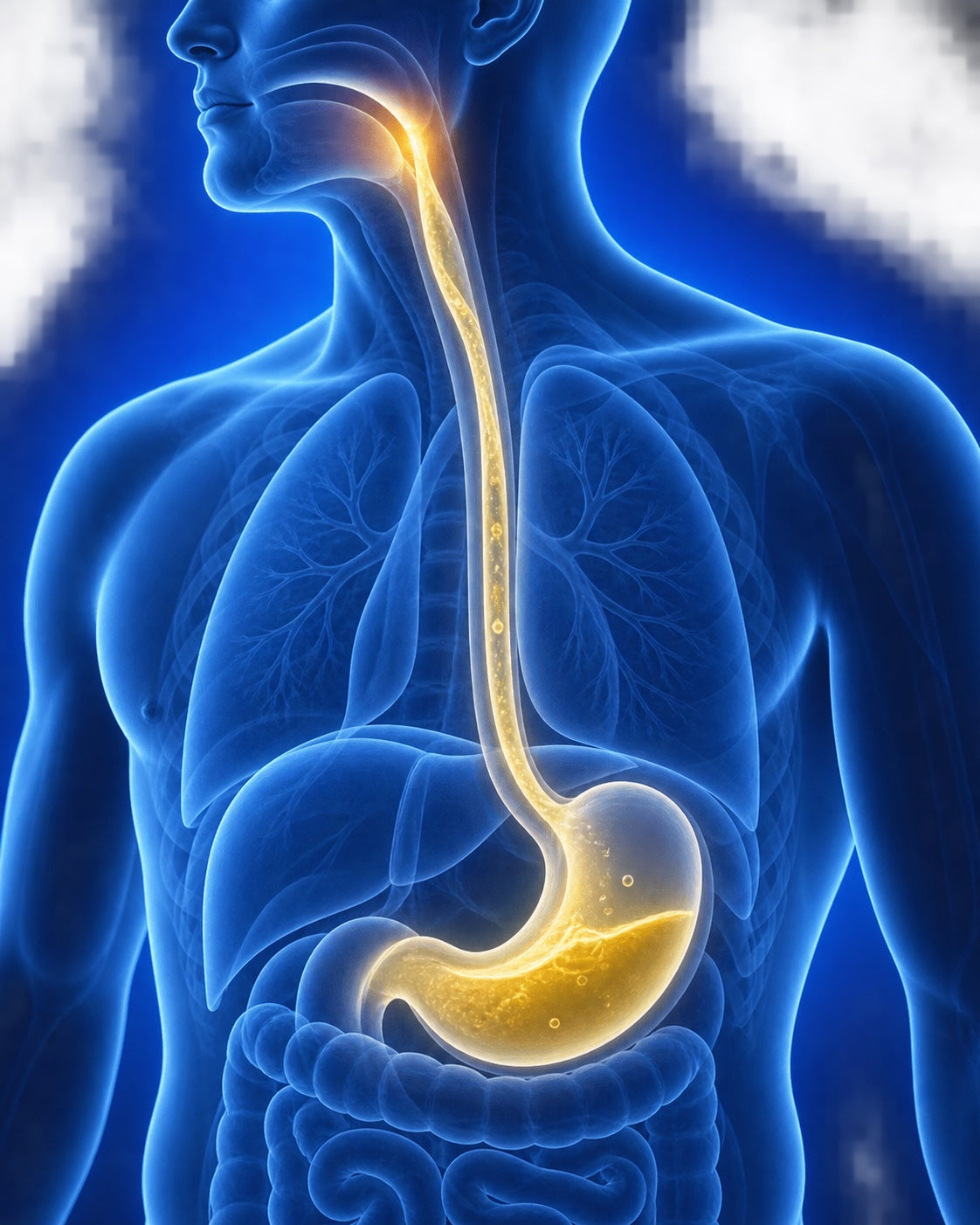 Educational illustration showing a pale-golden path from the throat through the esophagus to the stomach
