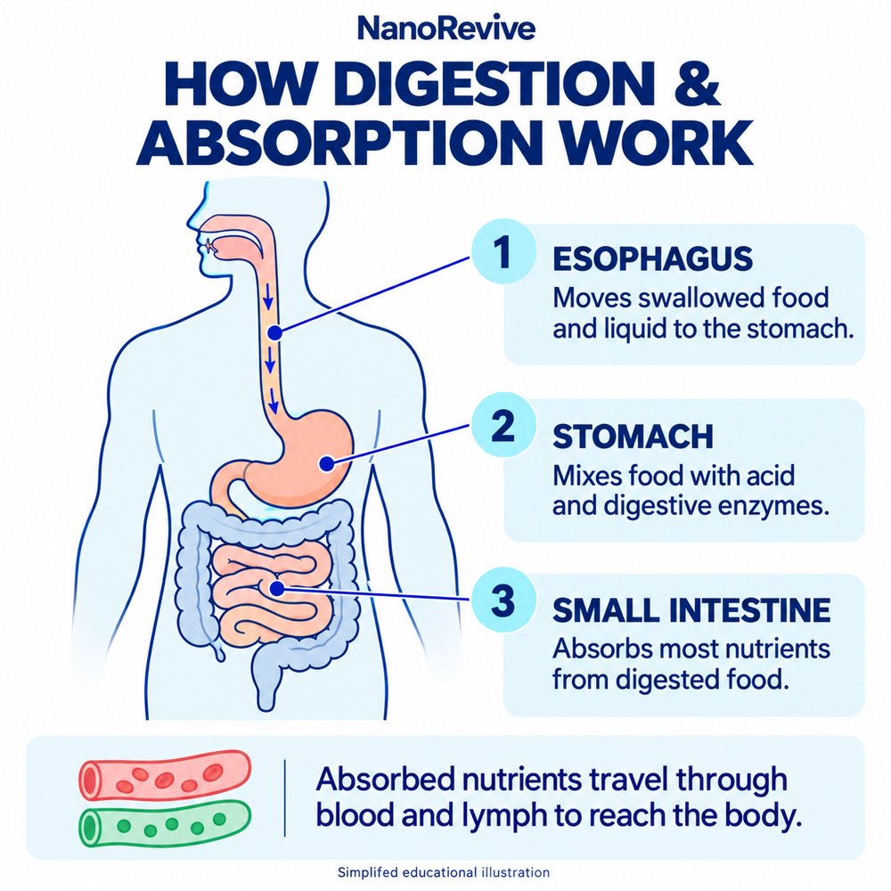 Simplified digestive pathway: the esophagus moves food and liquid to the stomach; the stomach mixes food with acid and enzymes; the small intestine absorbs most nutrients. Blood and lymph transport absorbed nutrients.